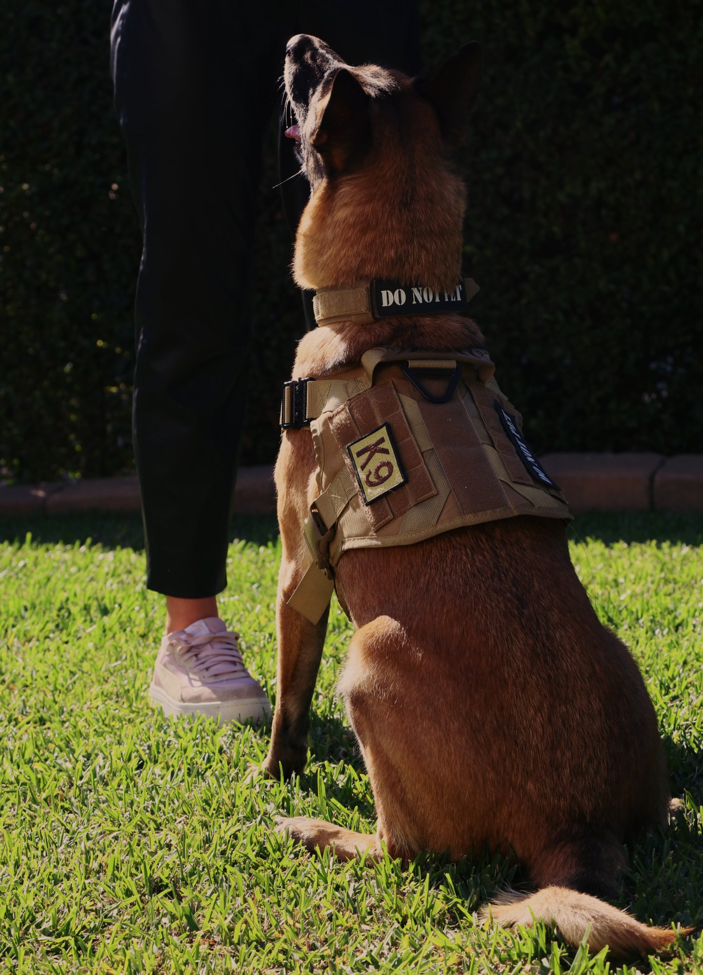 K9 Training
